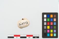 Foto von Schneckengehäuse (NHMW-PRAE-002237d)